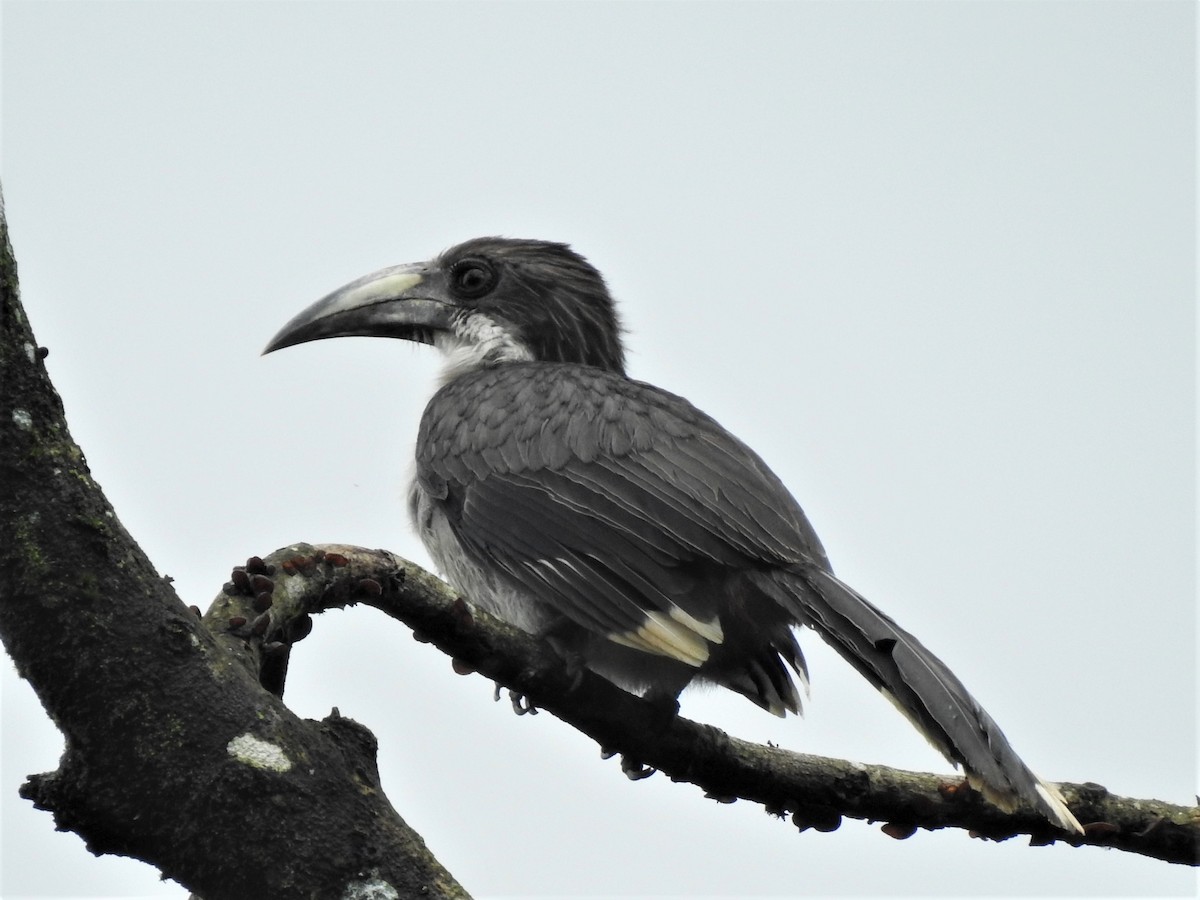 Sri Lanka Gray Hornbill - ML179440401