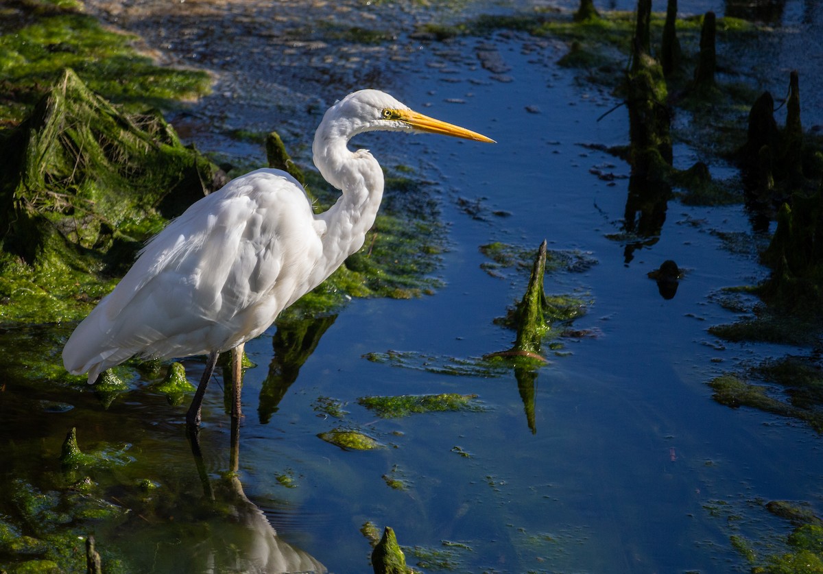 Great Egret - ML179440511