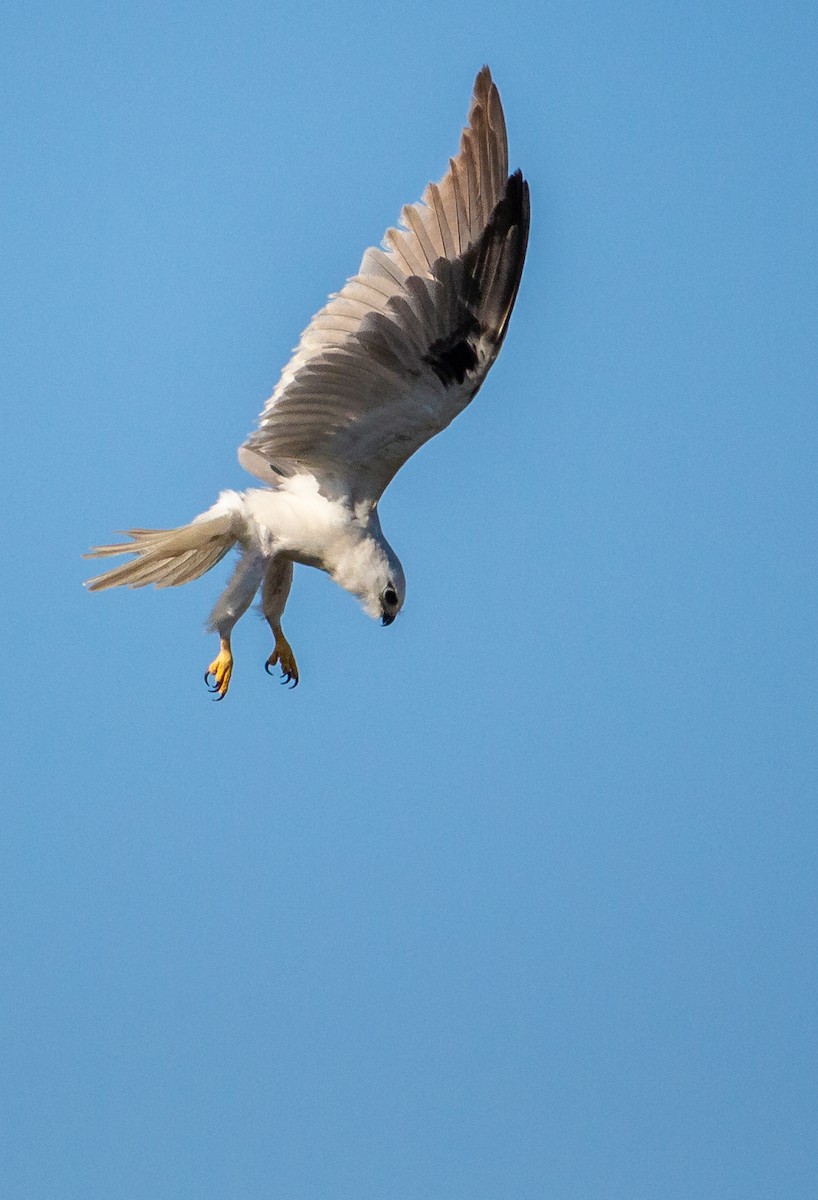 Black-shouldered Kite - ML179441031