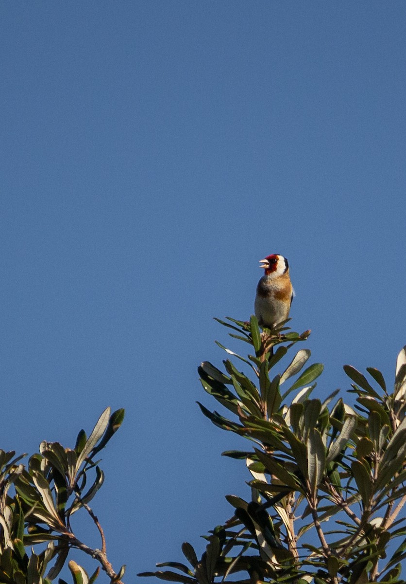 Chardonneret élégant - ML179441291