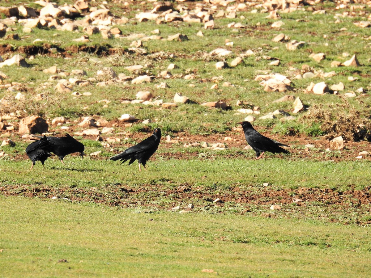 Red-billed Chough - Cesar Clemente
