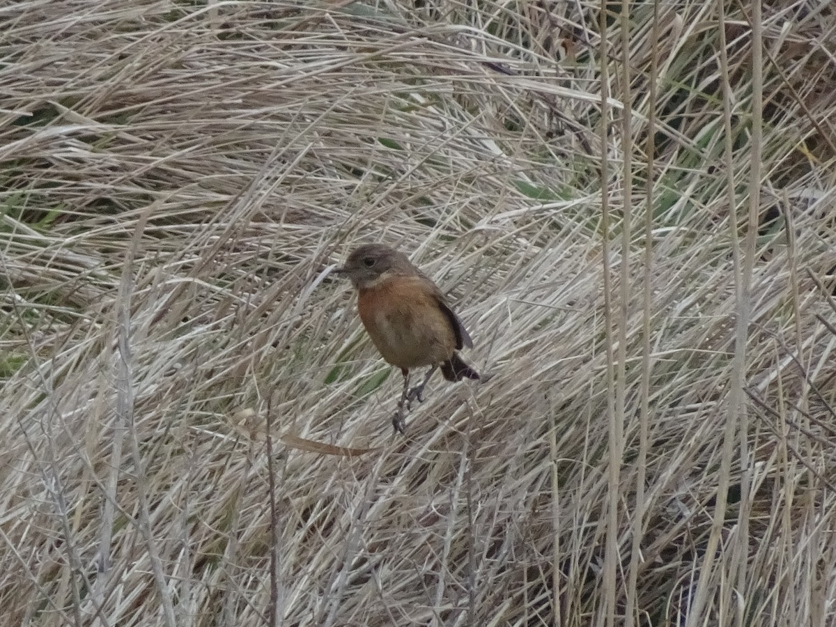 European Stonechat - James R