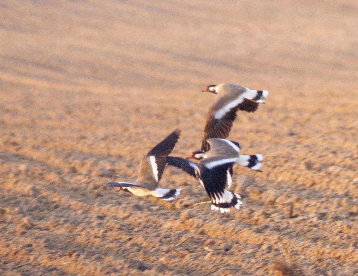 Red-wattled Lapwing - Deborah Barnes