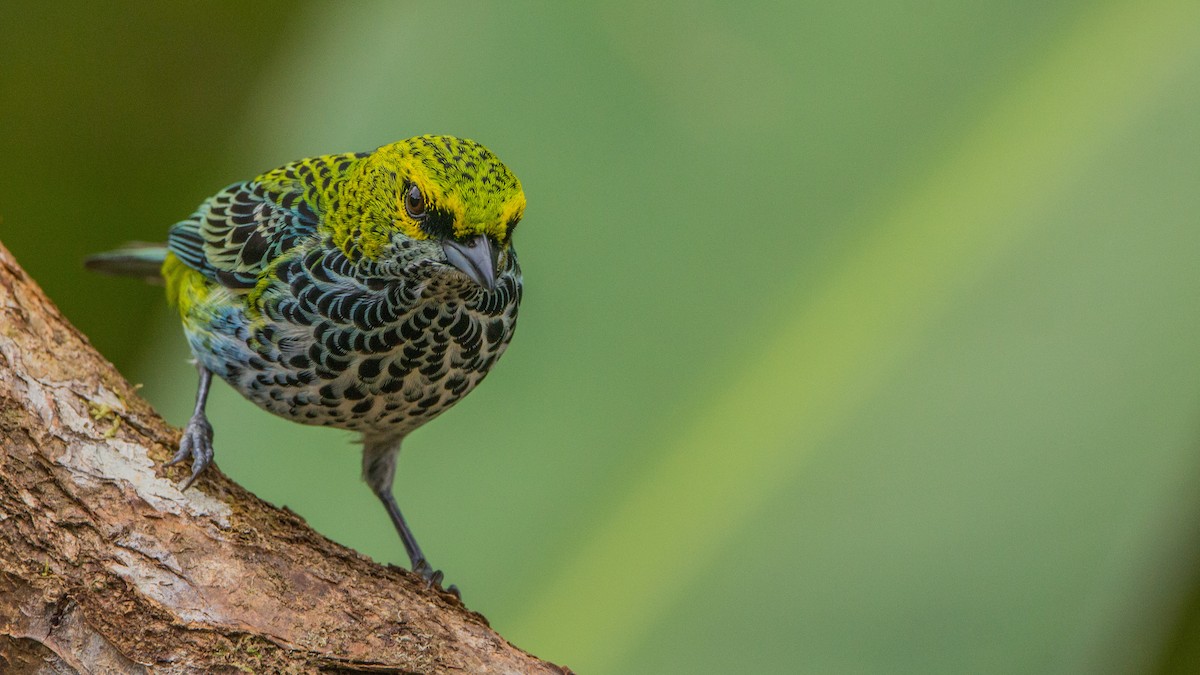 Speckled Tanager - Pepe Castiblanco