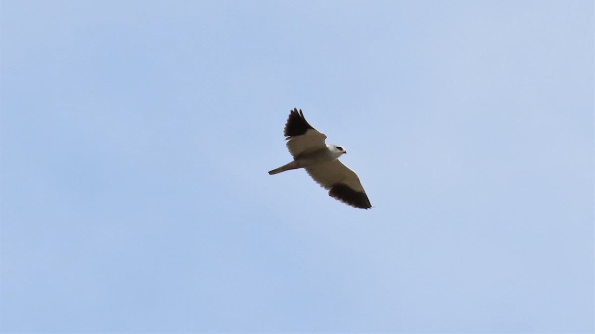 Black-winged Kite - ML179444881