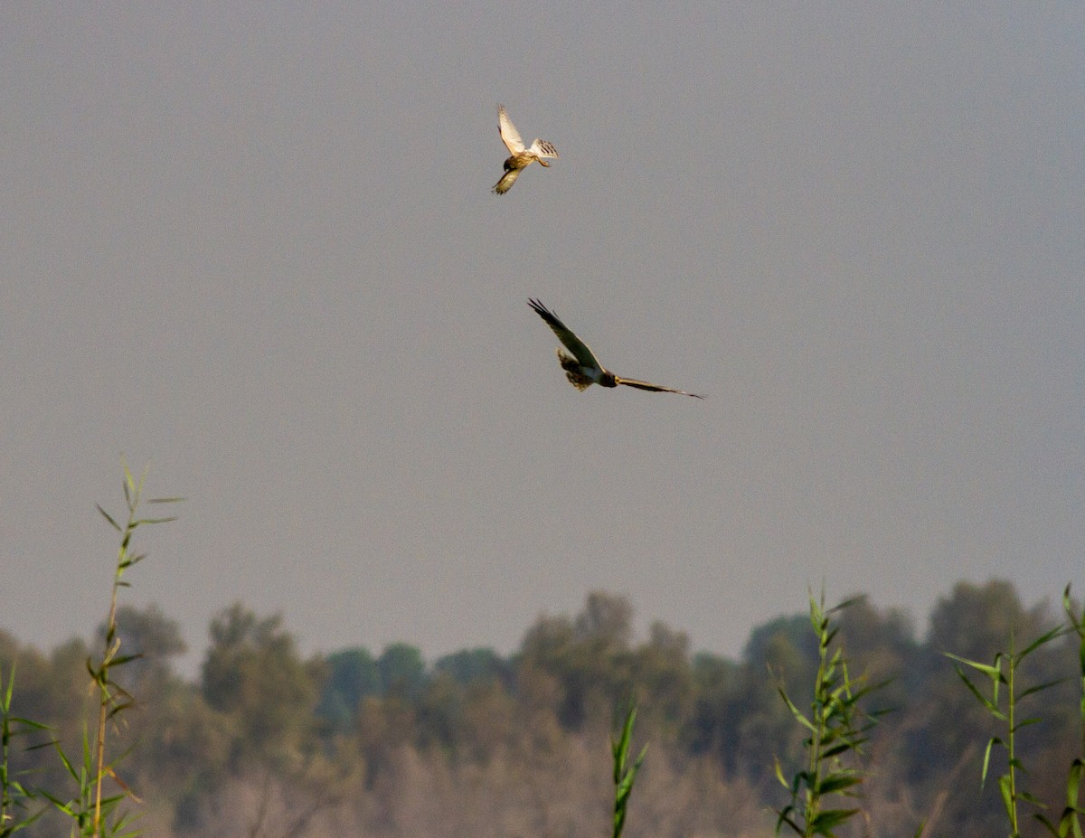 Pallid Harrier - Deborah Barnes