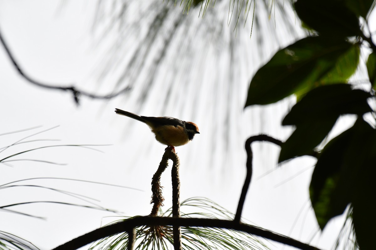 Black-throated Tit - ML179445711