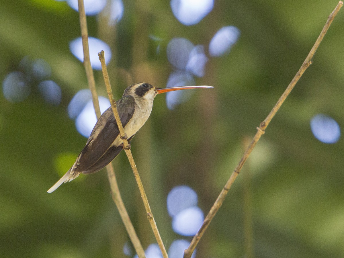kolibřík světlebřichý - ML179445811