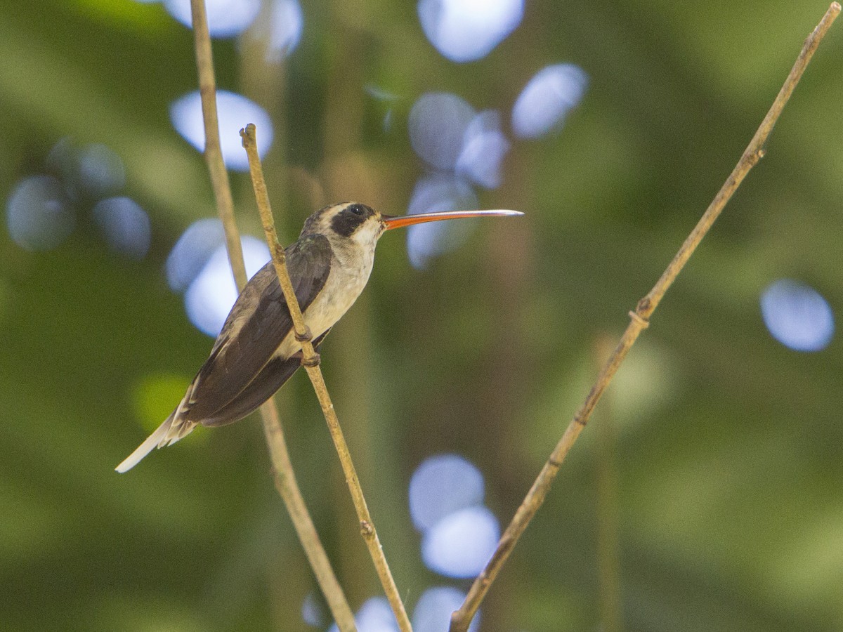 Pale-bellied Hermit - ML179445811