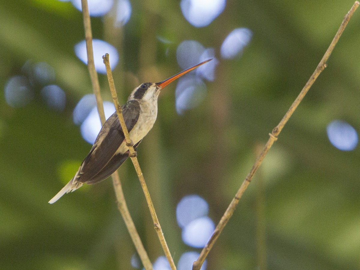 kolibřík světlebřichý - ML179445821