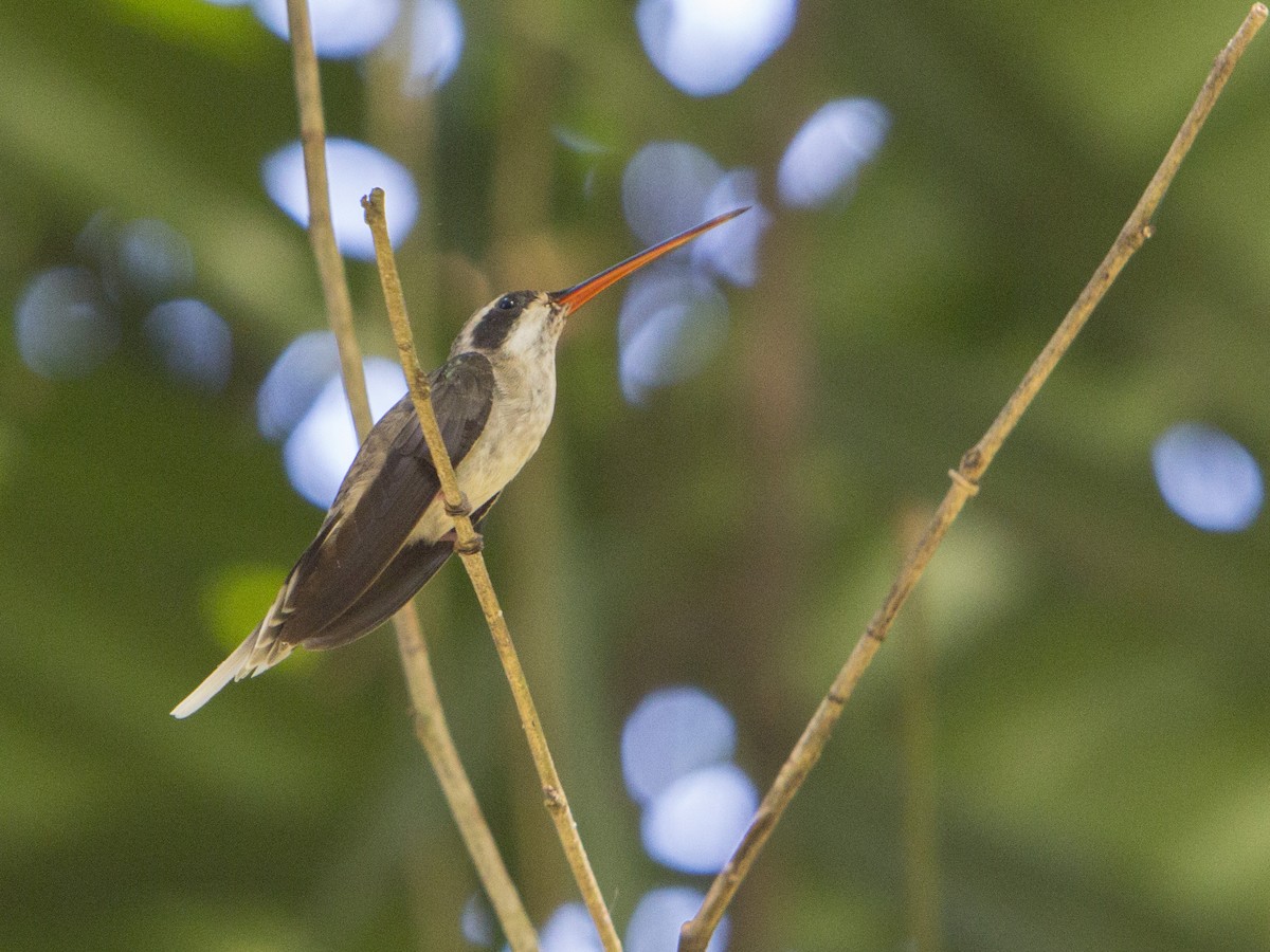 Pale-bellied Hermit - ML179445821