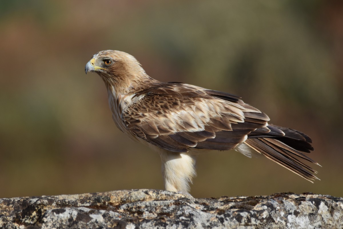 Booted Eagle - Santiago Caballero Carrera