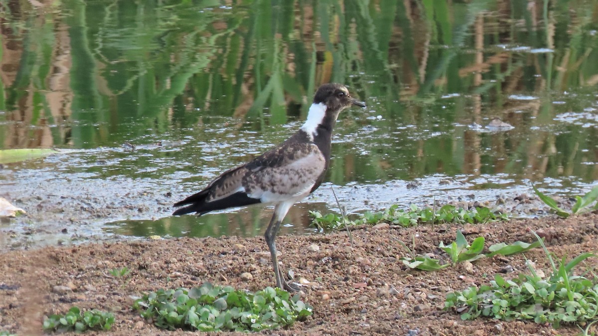 Blacksmith Lapwing - ML179447851