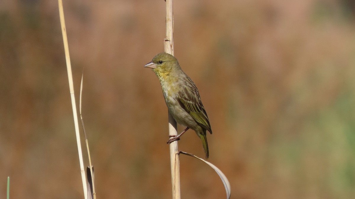 Southern Masked-Weaver - ML179447991