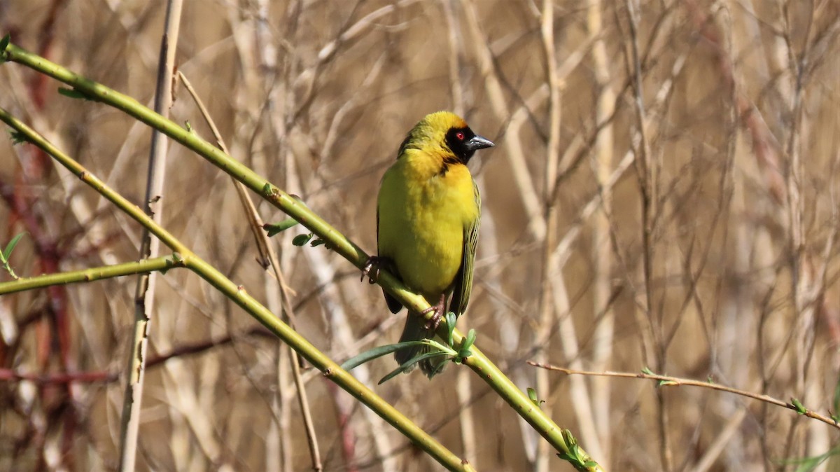 Southern Masked-Weaver - ML179448001
