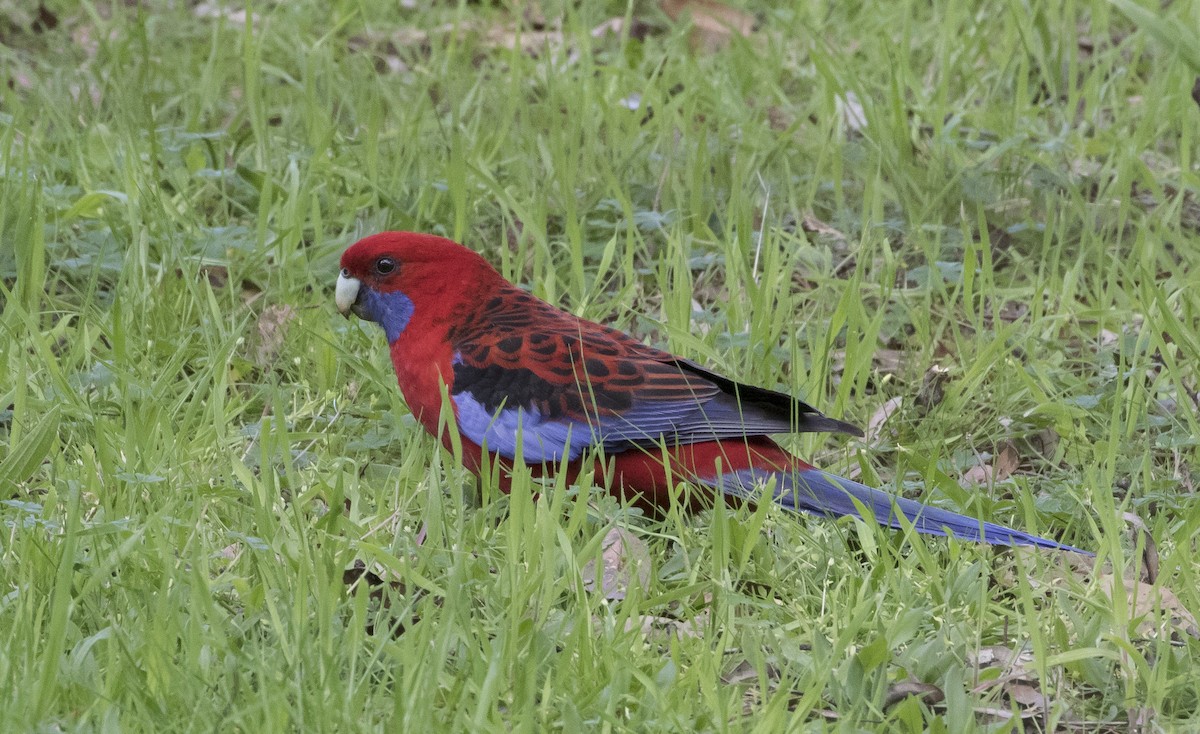 Crimson Rosella (Crimson) - ML179448851