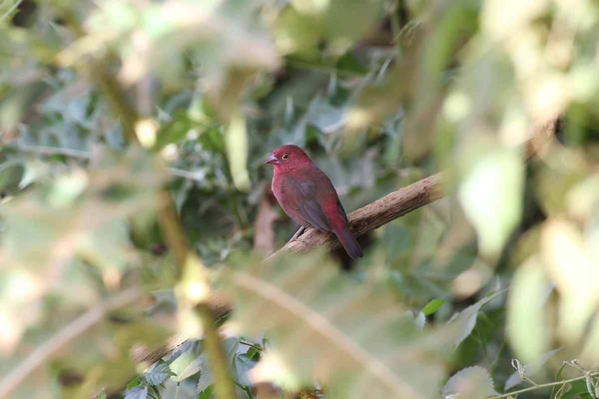 Red-billed Firefinch - Jan Harm Wiers