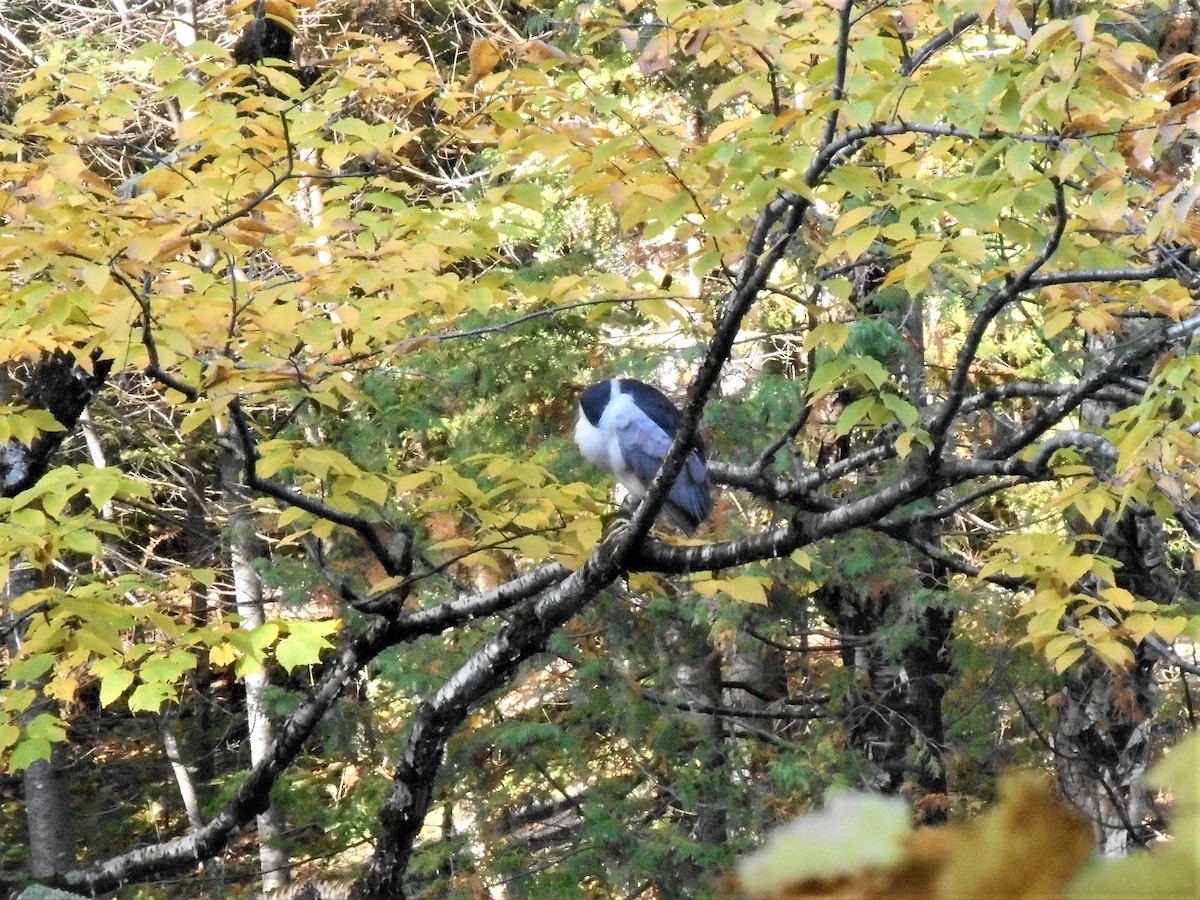 Black-crowned Night Heron - ML179451661