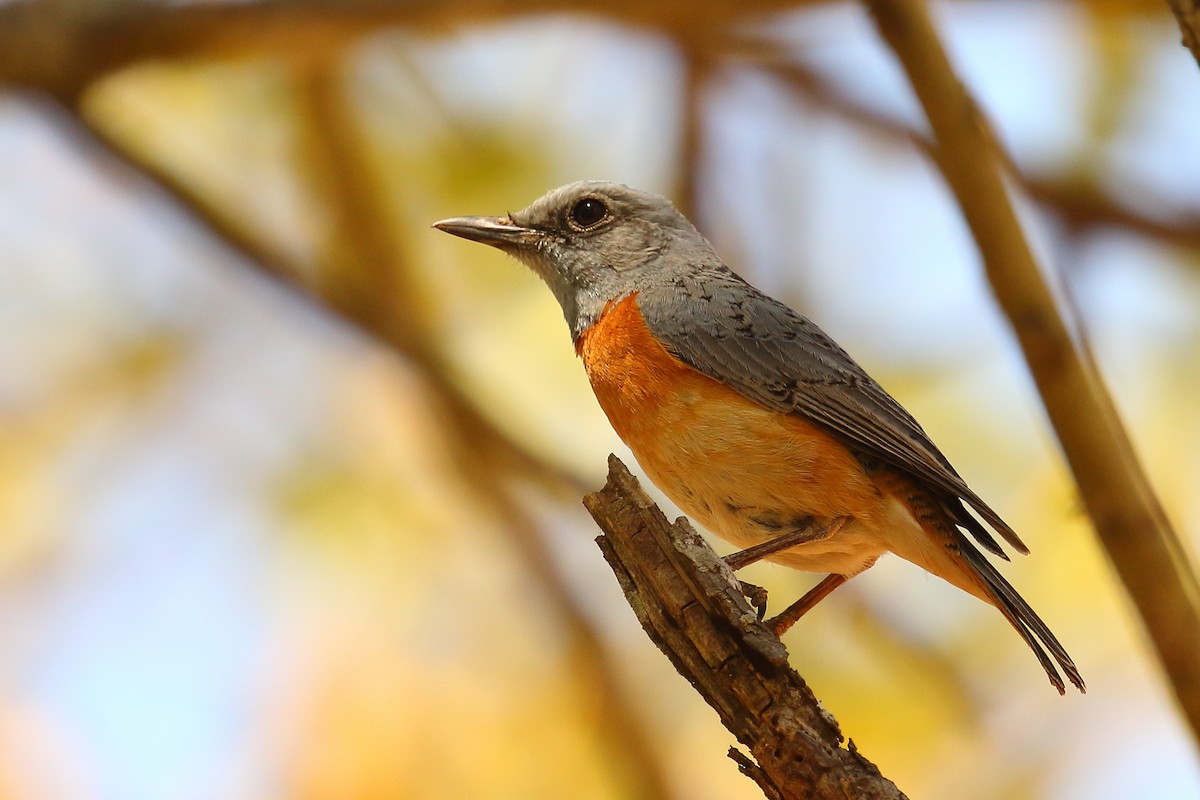 Miombo Rock-Thrush - Robert Johnson