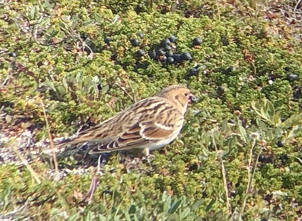 Lapland Longspur - ML179454011