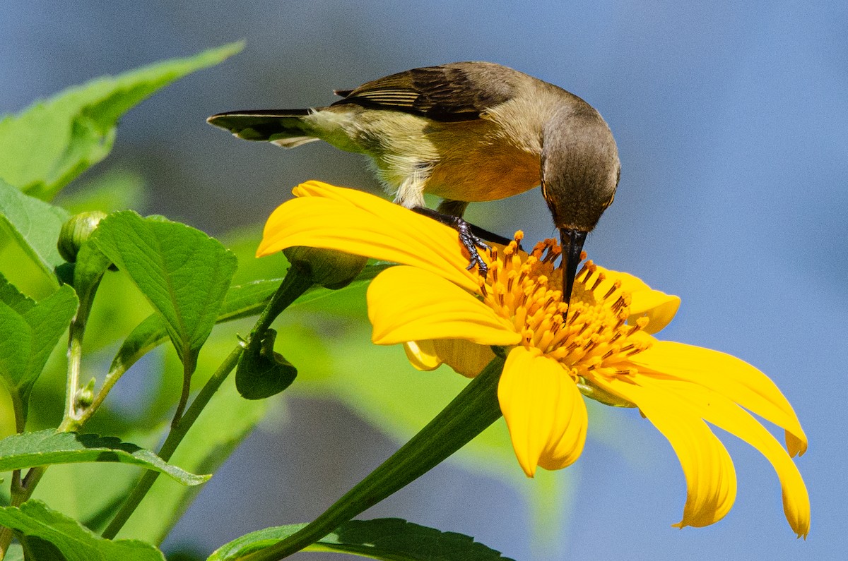 Copper Sunbird - Antoon De Vylder