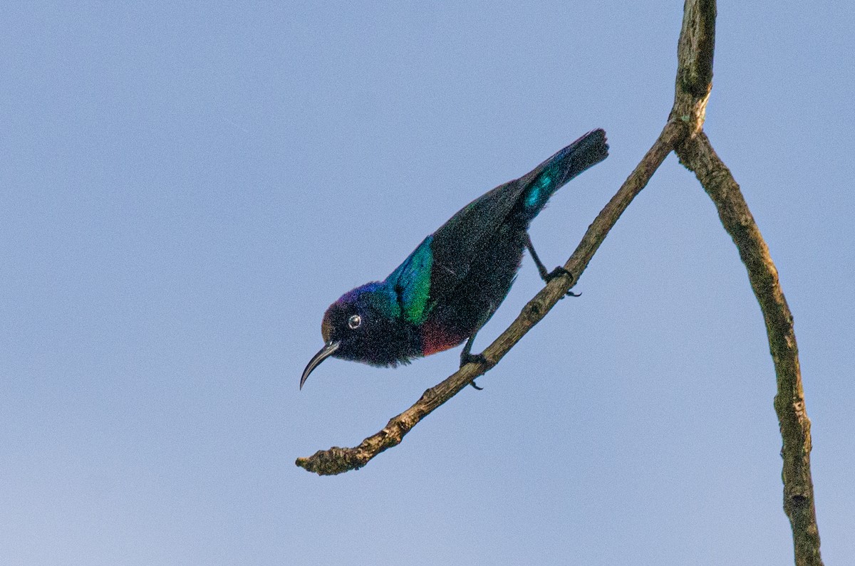 Splendid Sunbird - ML179454521