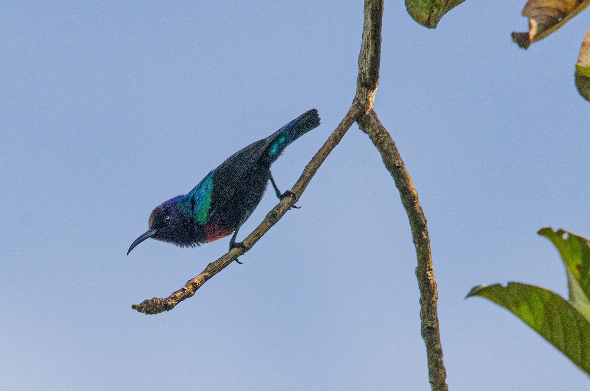 Splendid Sunbird - Antoon De Vylder