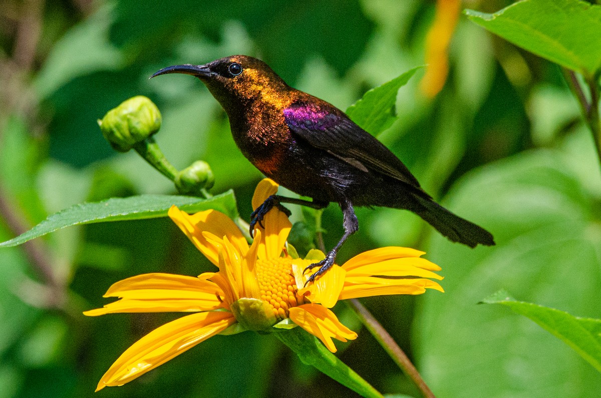 Copper Sunbird - ML179454641