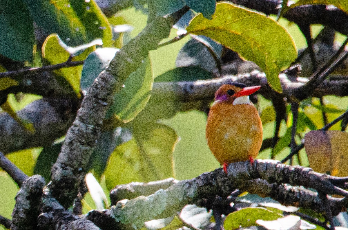 African Pygmy Kingfisher - ML179455081