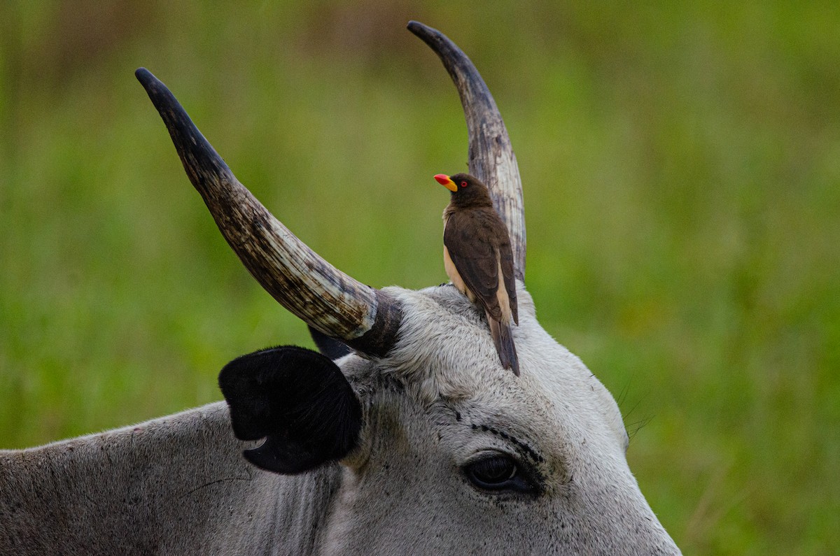 Yellow-billed Oxpecker - ML179455721