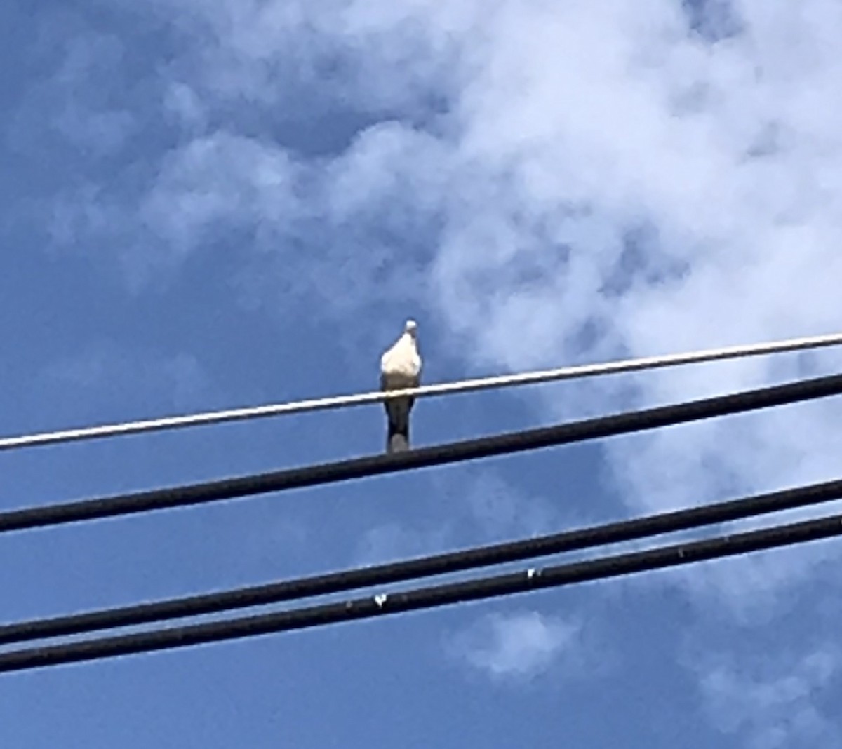 Eurasian Collared-Dove - ML179456251