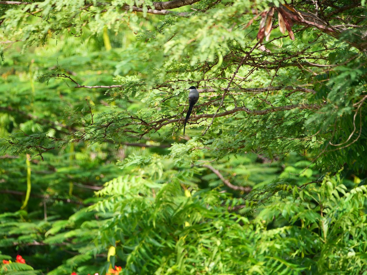 Fork-tailed Flycatcher - ML179456281