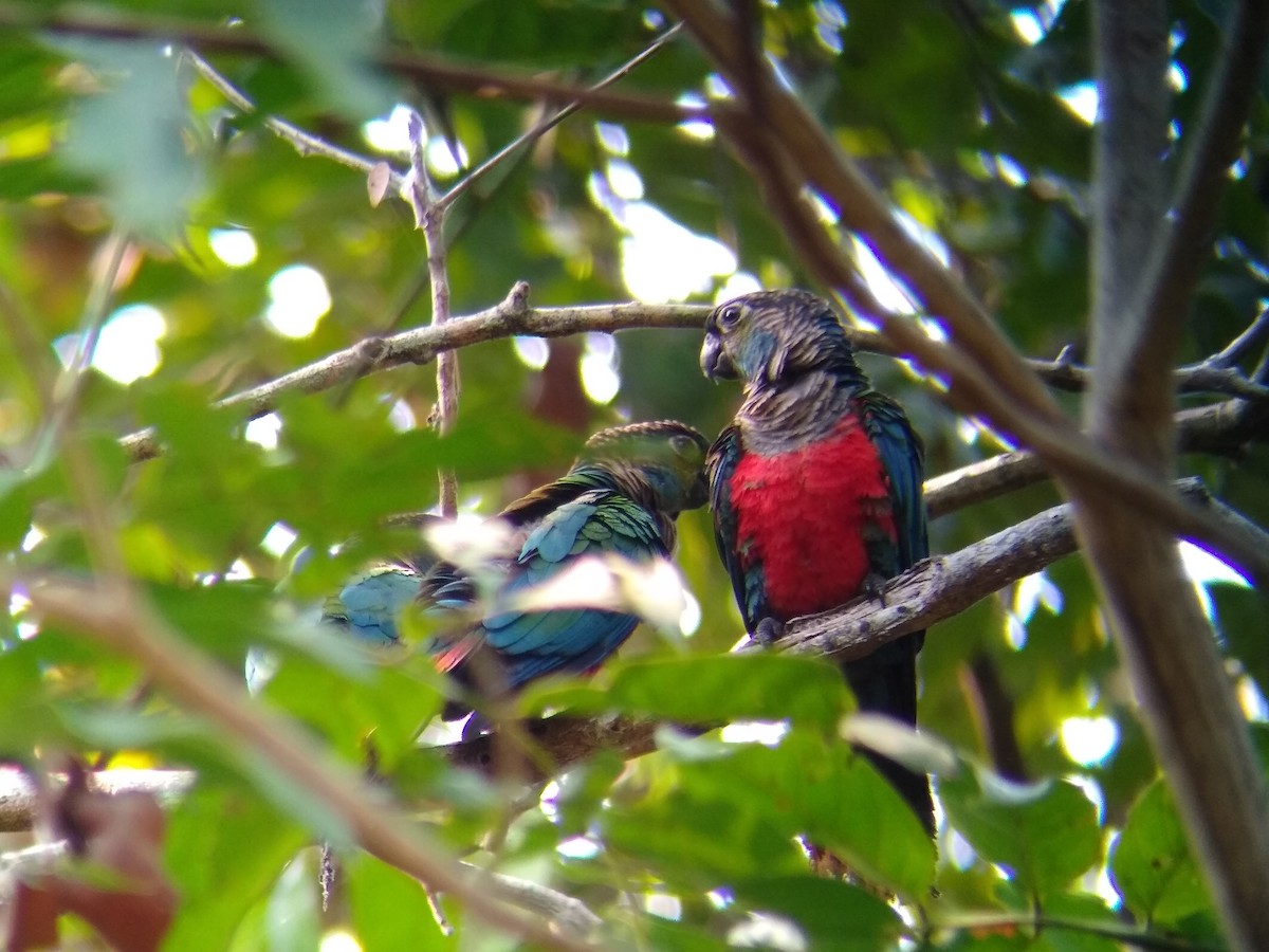 Crimson-bellied Parakeet - Carol Thompson