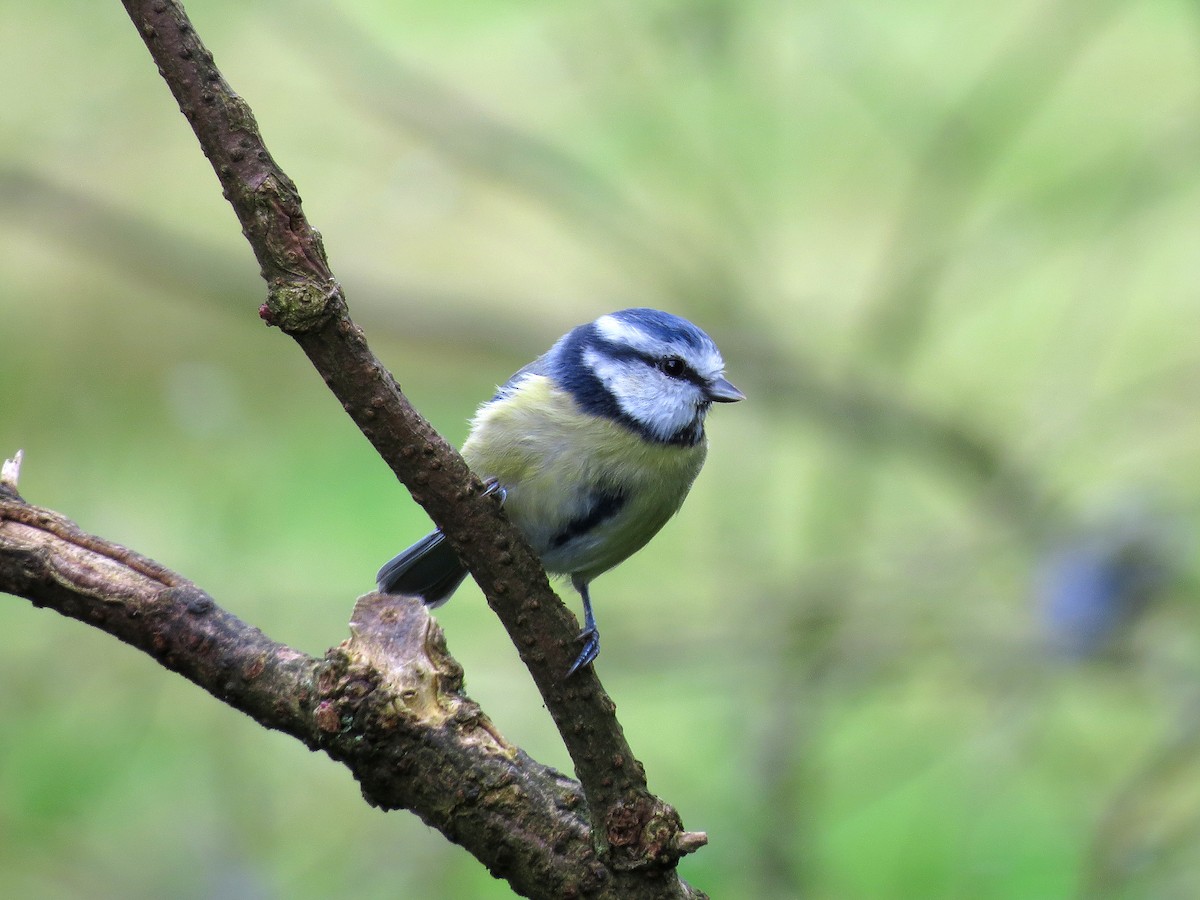 Eurasian Blue Tit - ML179457311