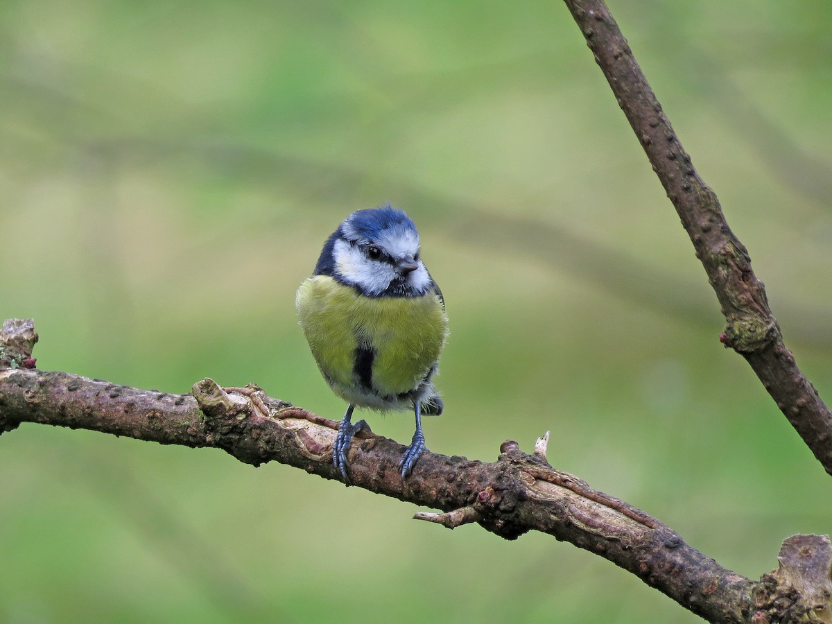 Eurasian Blue Tit - ML179457321