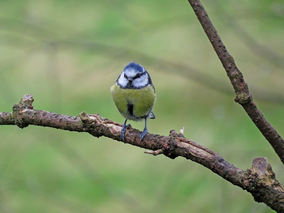 Eurasian Blue Tit - ML179457331