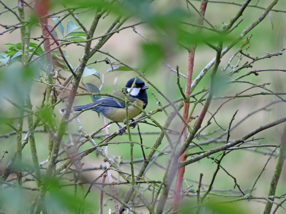 Great Tit - Ray Scally