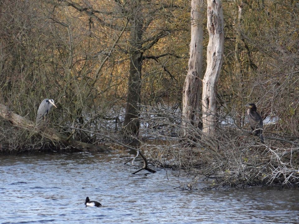 Great Cormorant - ML179457981