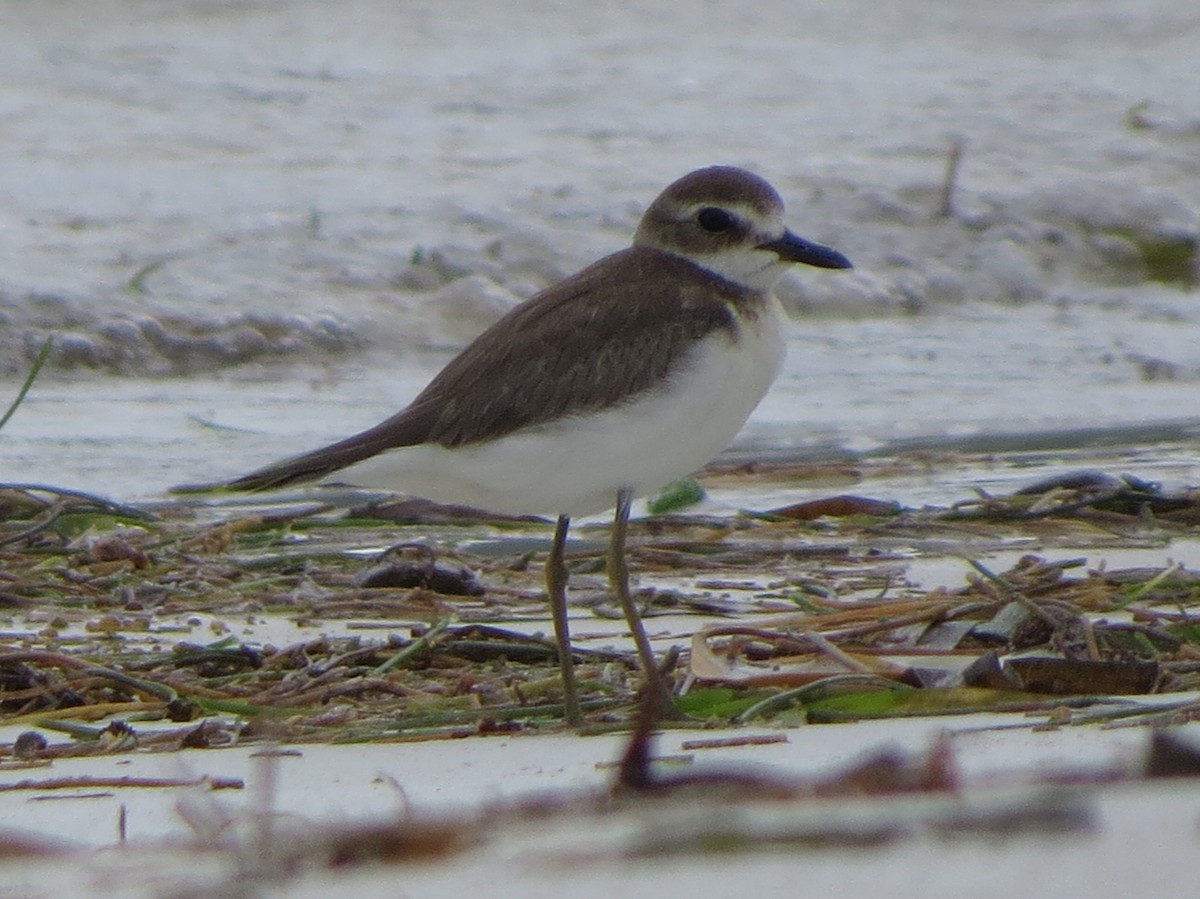 Greater Sand-Plover - Kevin Seymour