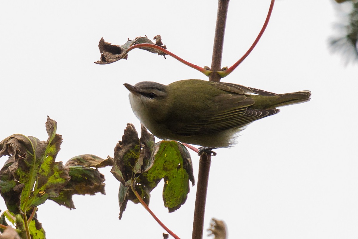 rødøyevireo - ML179459871