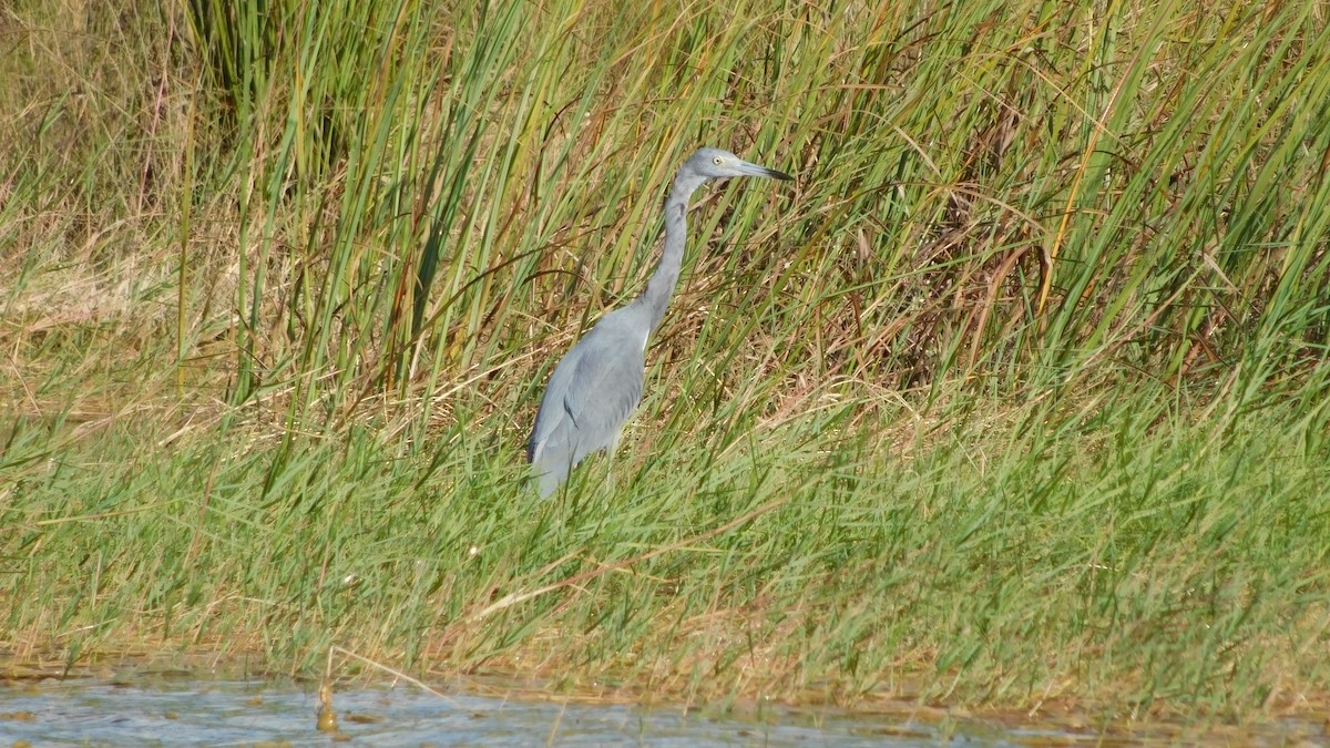 Little Blue Heron - ML179460151