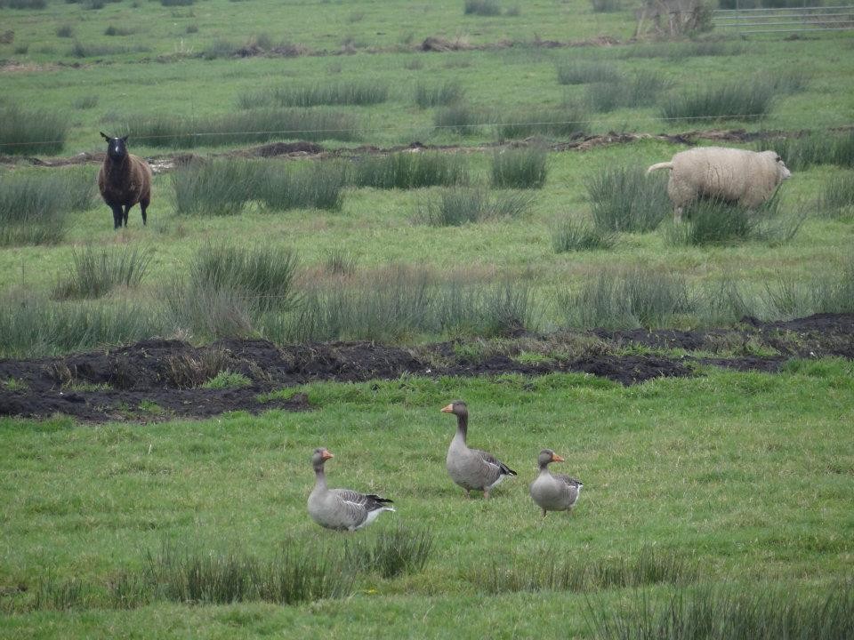 Graylag Goose - ML179460291
