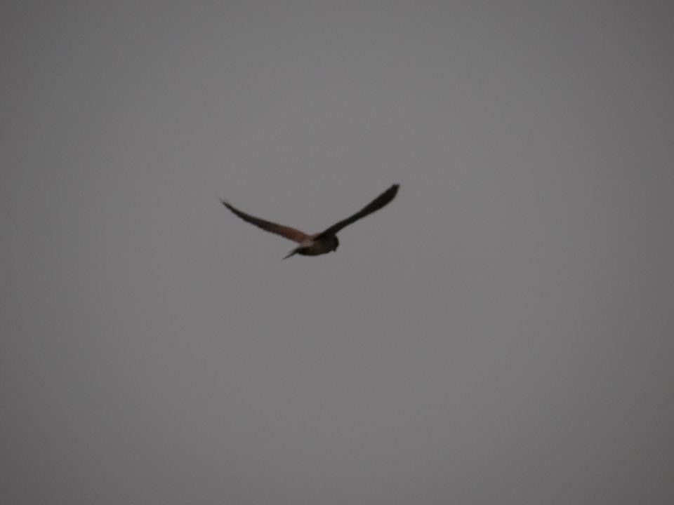 Eurasian Kestrel - ML179460311