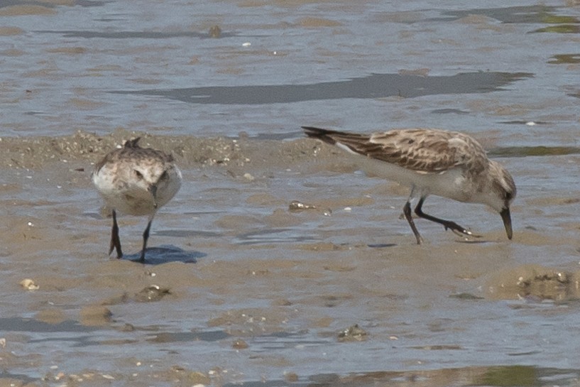 Red-necked Stint - John Kendall