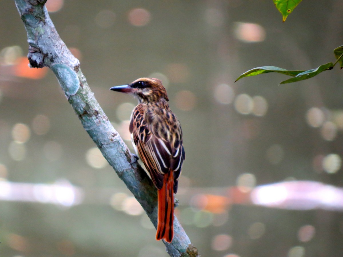 Sulphur-bellied Flycatcher - ML179461241