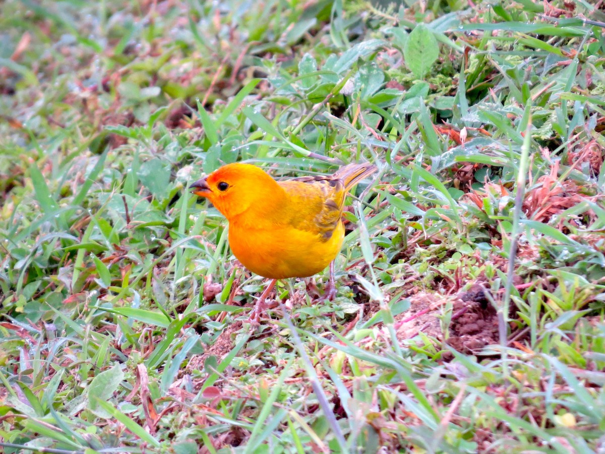 Saffron Finch - ML179461761