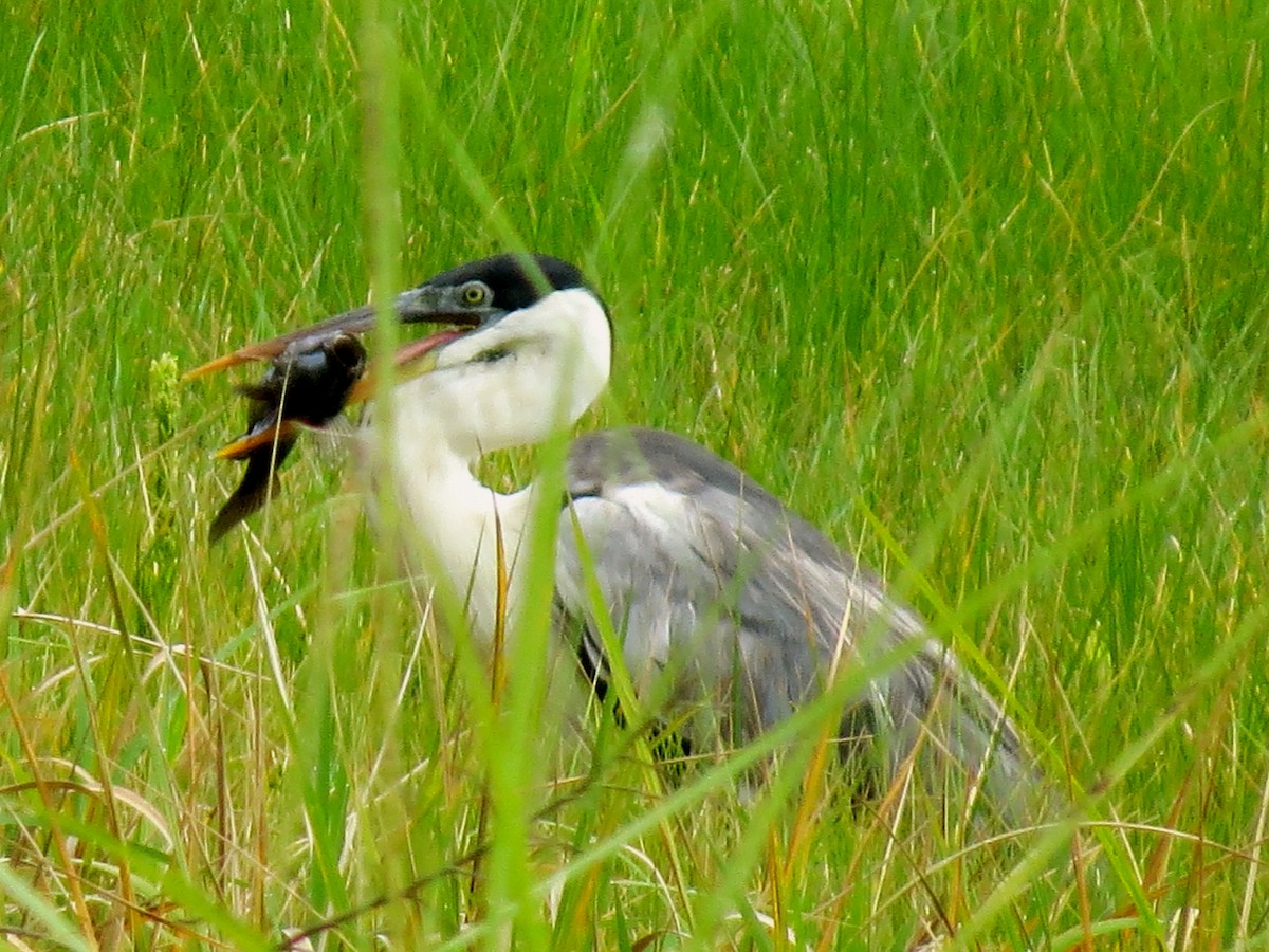 Cocoi Heron - ML179461911