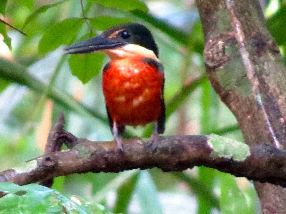 アカハラミドリヤマセミ - ML179462281