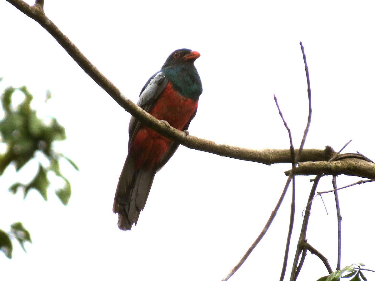 Slaty-tailed Trogon - ML179462451