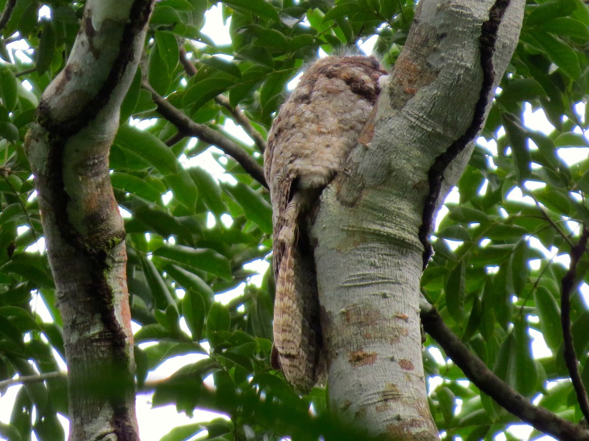 Great Potoo - Kenneth Schwartz